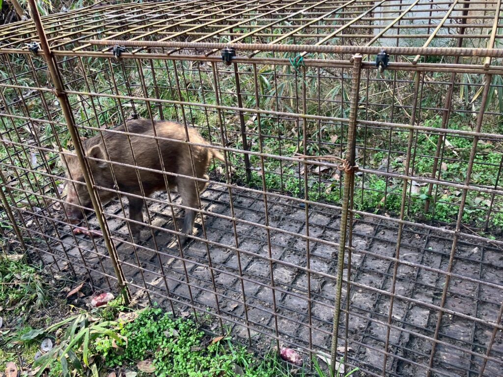 捕獲されたイノシシ