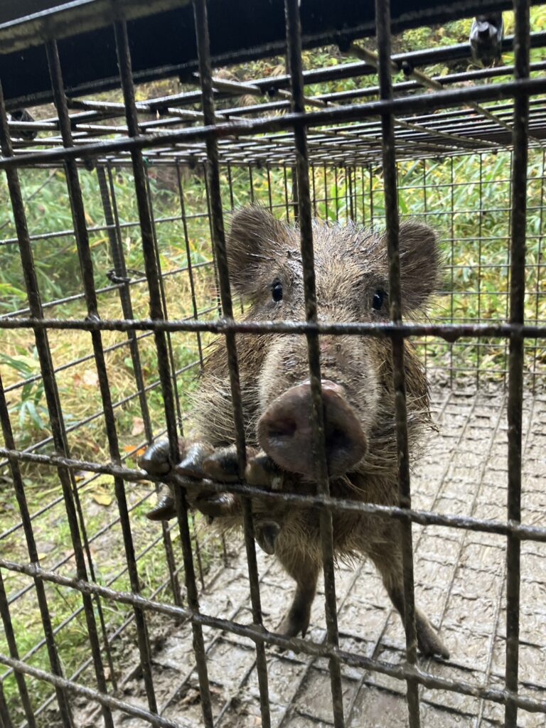 捕獲されたイノシシアップ