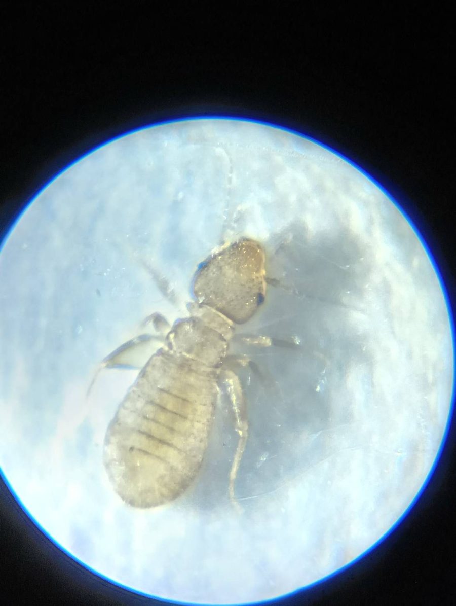 チャタテムシの顕微鏡写真