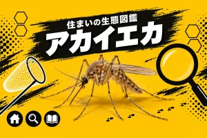 アカイエカの生態と夜や冬に部屋で刺される理由｜チカイエカ・ヒトスジシマカとの違い