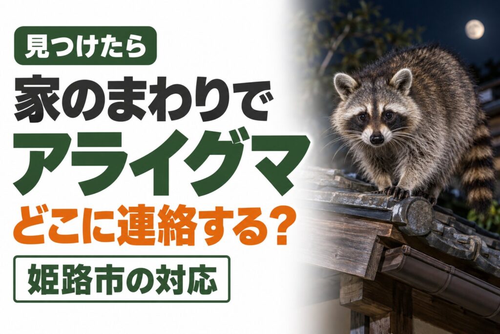アライグマを見つけたらどこに連絡？｜近づかない理由と姫路市・兵庫県の対応