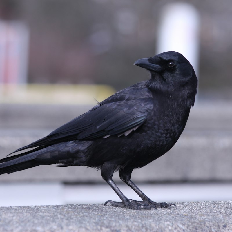 カラス