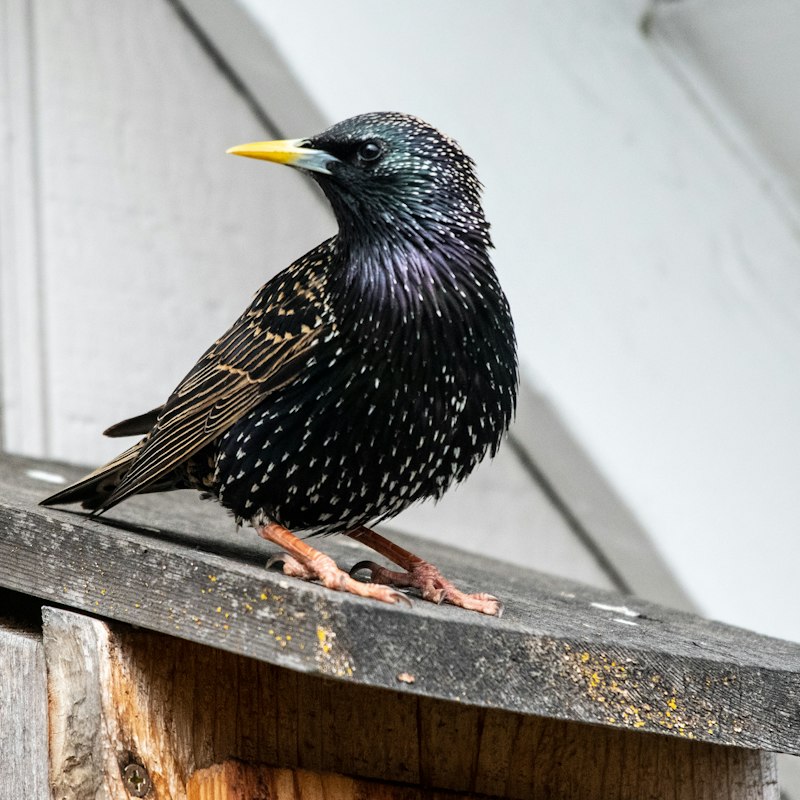 ムクドリの仲間