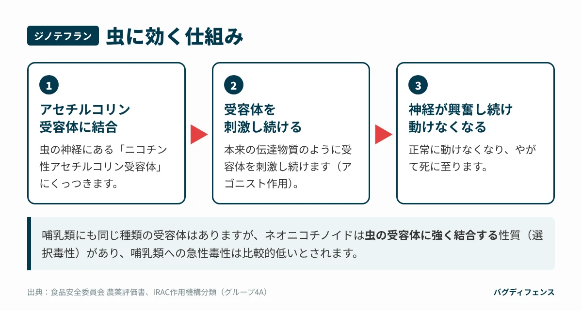 ジノテフランが虫に効く仕組み（ニコチン性アセチルコリン受容体）