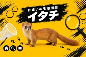 イタチの生態と家に出る理由｜ニホンイタチとシベリアイタチの違い・侵入経路・予防