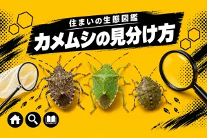 カメムシの種類と見分け方｜秋に家へ集まる3種と、入られる前にやること