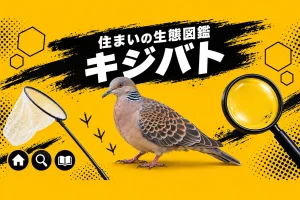 キジバトの生態と庭木に巣を作る理由｜鳴き声・法律・ドバトとの見分け方