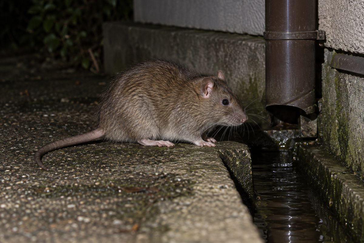 側溝のそばに現れたドブネズミ