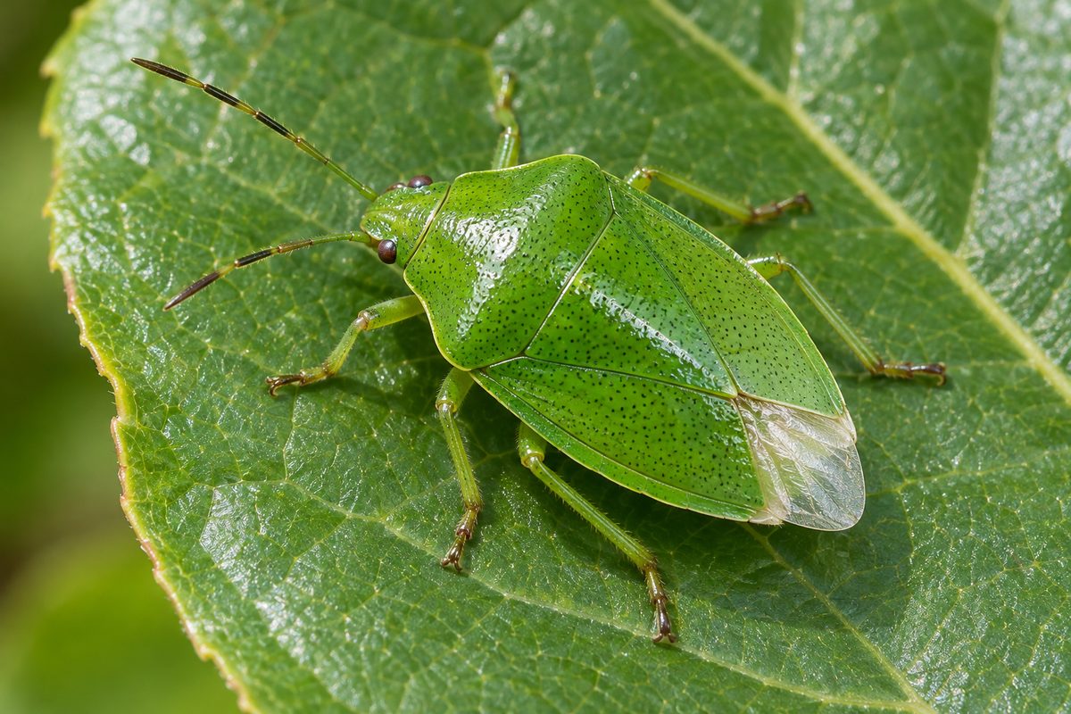 ツヤアオカメムシの成虫。全身がつやのある緑色