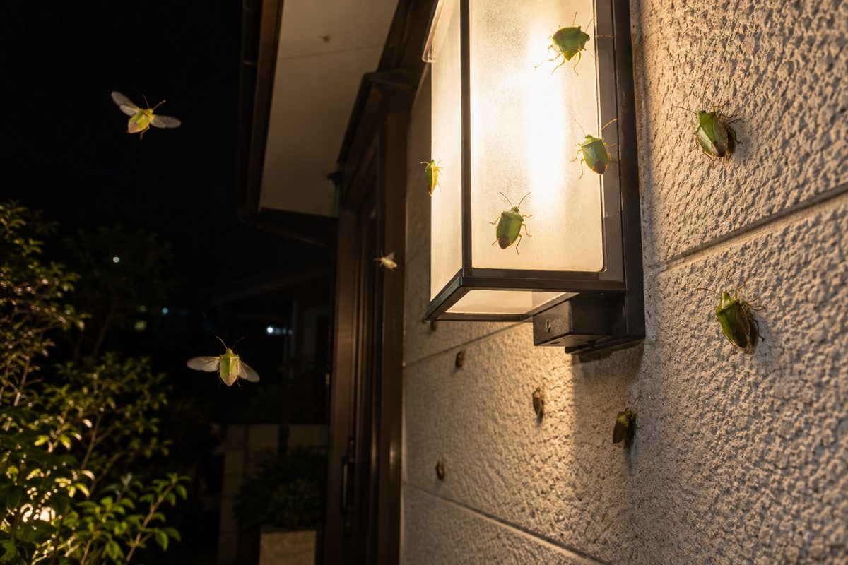 夏の夜、玄関灯に集まるツヤアオカメムシ