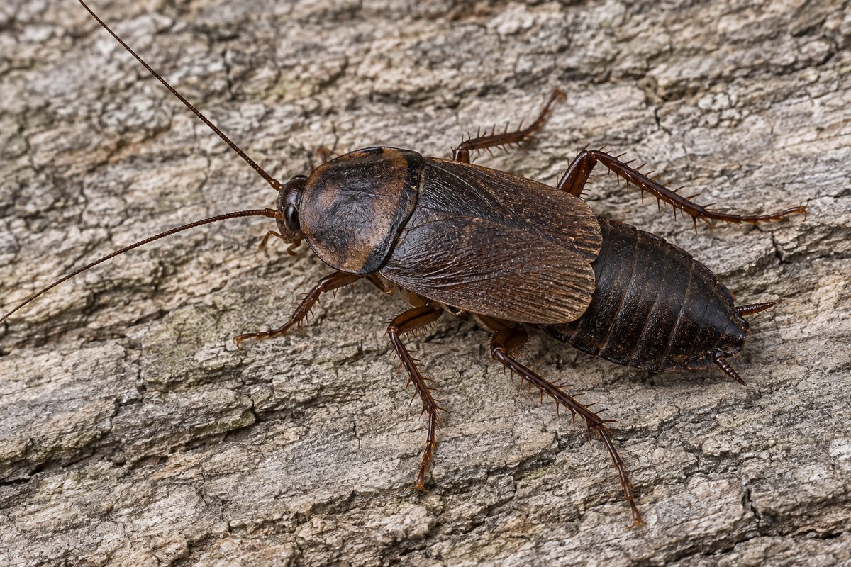 ヤマトゴキブリのメス。つやの少ない黒褐色で、翅は腹部の半分ほど